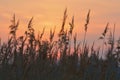 Reed against sunrise sky