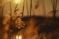 Reed against sunset in autumn Royalty Free Stock Photo