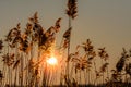 Reed against the sunset. Horizontal view with reed against winter sunset. . Royalty Free Stock Photo