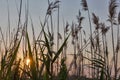 Reed against the sunset Royalty Free Stock Photo