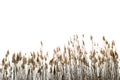 Reed against white Royalty Free Stock Photo