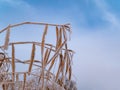 Reed aquatic plant in hoarfrost in winter against the blue sky Royalty Free Stock Photo