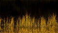 Reed in autumn sun Royalty Free Stock Photo