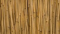 Reed Background Royalty Free Stock Photo