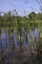 Reed on the banks of the river don in the reeds.on a Sunny summer day.