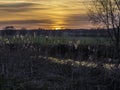 Reed Bed backlit at Sunset Royalty Free Stock Photo