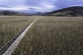 reed bed natural reserve from Sic