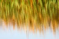 Reed bed reflection