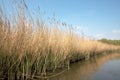 Reed Bed on Norfolk Broads Nature Reserve, England Royalty Free Stock Photo