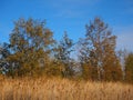 Reeds and young silver birch trees in autumn Royalty Free Stock Photo