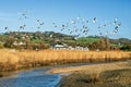 Reed Beds Along The River Char At Charmouth, Dorset
