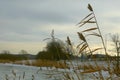 Reed beds on the bank of a frozen lake Royalty Free Stock Photo
