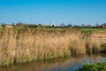 Reed beds in early morning Royalty Free Stock Photo