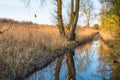 Reed beds reflected in waterway in warm evening light on Wicken Fen