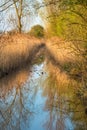 Reed beds reflected in waterway in warm evening light on Wicken Fen