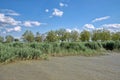 Reed belt,Neusiedlersee,Burgenland,Austria Royalty Free Stock Photo