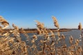 Reed bent over from the wind against the background of the lake Royalty Free Stock Photo