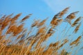 Reed in the blue sky