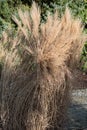 Reed bound together in the garden in winter