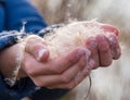 Reed in the boy`s hand