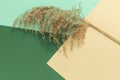 Reed branch on particoloured background. Royalty Free Stock Photo