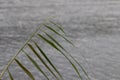 Reed branch shaken by the wind in a lake