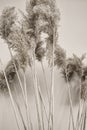 Reed branches in the interior. Black and white photo of pompas grass Royalty Free Stock Photo