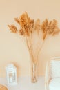 Reed branches in the interior. Pompas grass in a glass vase on the background of a beige wall Royalty Free Stock Photo