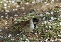 Reed Bunting Royalty Free Stock Photo