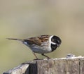 Reed bunting Royalty Free Stock Photo