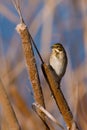 Reed bunting