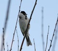 Reed Bunting