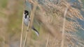 Reed bunting, bird, perched in the reeds of the cane thicket