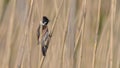 Reed bunting, bird, perched in the reeds of the cane thicket