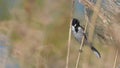 Reed bunting, bird, perched in the reeds of the cane thicket