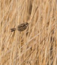 Reed Bunting