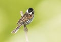 Reed bunting, common Reed Bunting, Emberiza schoeniclus