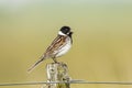 Reed bunting, common Reed Bunting, Emberiza schoeniclus Royalty Free Stock Photo