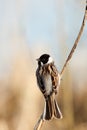 Reed Bunting, Emberiza schoeniclus Royalty Free Stock Photo