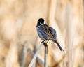 Reed Bunting, Emberiza schoeniclus