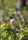 Reed Bunting ( Emberiza schoeniclus ) Royalty Free Stock Photo