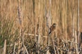 Reed Bunting clinging to a Bulrush seed head