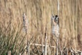 Reed Bunting clinging to a Bulrush seed head