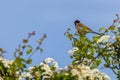 Reed bunting Emberiza schoeniclus Royalty Free Stock Photo