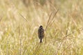 Reed Bunting (Emberiza schoeniclus) perched in some grass, taken in the UK