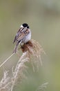 Reed bunting, Emberiza schoeniclus Royalty Free Stock Photo