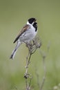 Reed bunting, Emberiza schoeniclus Royalty Free Stock Photo