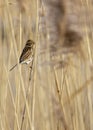 Reed Bunting Female (Emberiza schoeniclus) Royalty Free Stock Photo