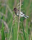 Reed Bunting female Royalty Free Stock Photo