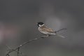 Reed Bunting On Hawthorn Royalty Free Stock Photo